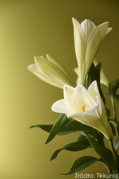 PPG Tikkurila L391 Chameleon Kolor Roku 2026, fot. Tikkurila