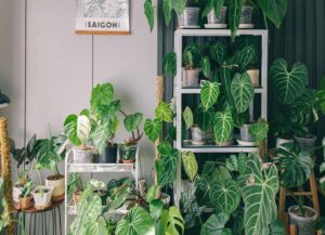 Ruszyła finałowa edycja kampanii Plant Health 4 Life – proste działania na rzecz ochrony roślin